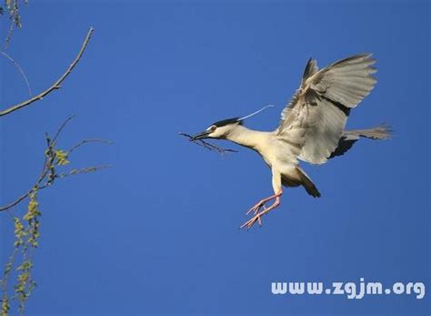 夢見鳥飛到頭上|夢見鳥：自由與希望的象徵 – 星座專家露娜老師